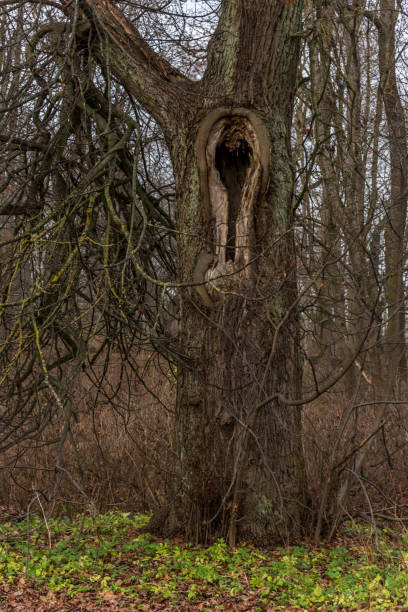 istock Large Old Tree in a Forest in Latvia 1191820692