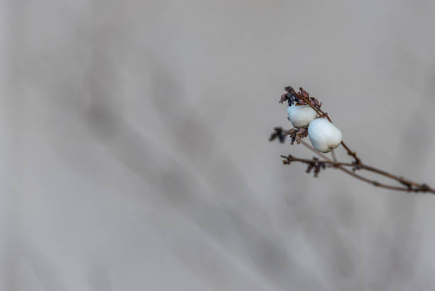 istock Bright White Berries on a Bare Bush in Early Winter 1191820851
