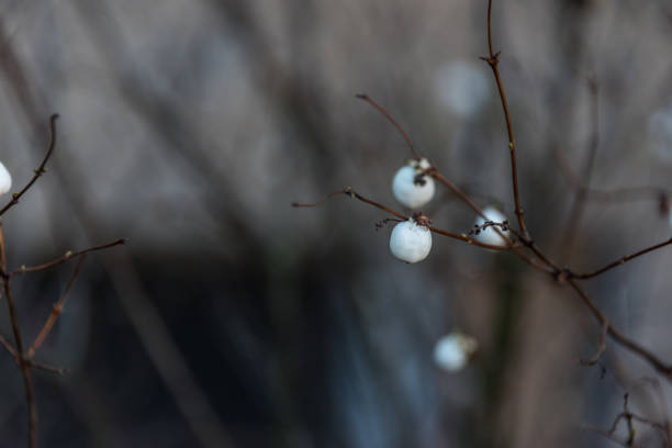 istock Bright White Berries on a Bare Bush in Early Winter 1191821130