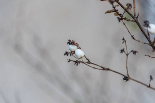 istock Bright White Berries on a Bare Bush in Early Winter 1191822386