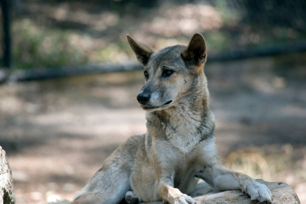 istock this is a close up of a dingo 1191822406