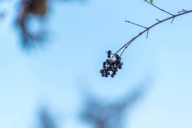 istock Chokeberries on a Branch in Early Winter 1191822417