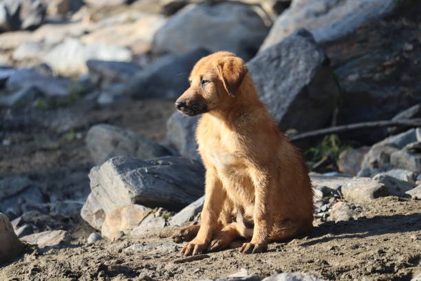 istock Street puppy 1191822456