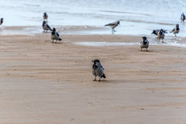 istock Black Headed Crows on A Baltic Beach Sea 1191822590