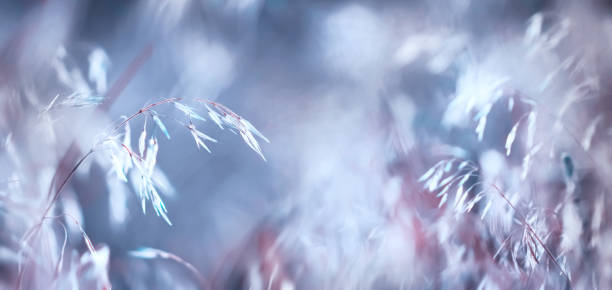 istock Natural summer magic background. Fragile wild field plants on a delicate blue and pink background. Banner format. Copy space. 1191822713