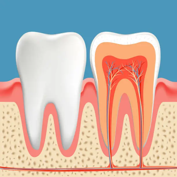 Vector illustration of Human teeth diagram. Cross section cavity of the tooth