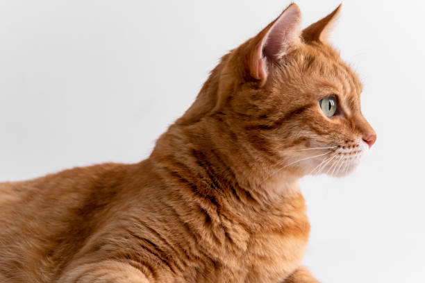 Ginger cat looking away thoughtfully. Portrait of cute cat with green eyes. At the veterinarian. Patient pet stock photo