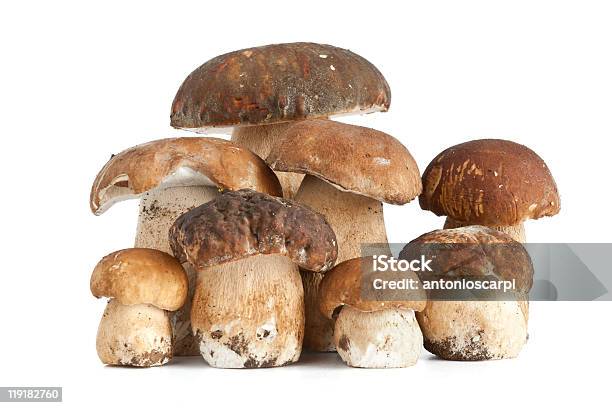Boletus Edulis Mushrooms Stock Photo - Download Image Now - Autumn, Boletus, Brown
