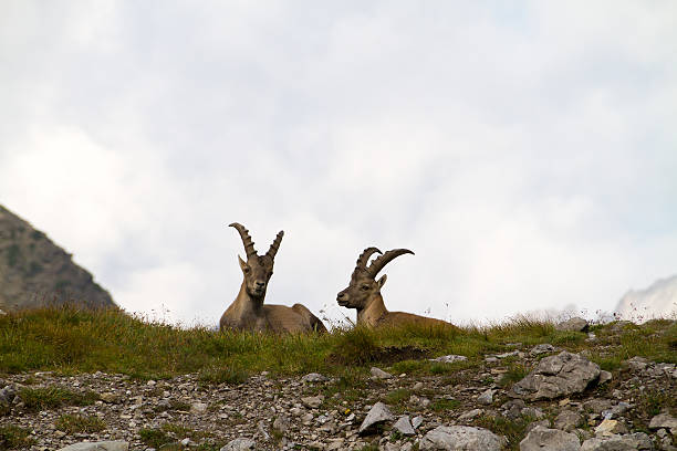 wild steinbock - lechtaler alps stock-fotos und bilder