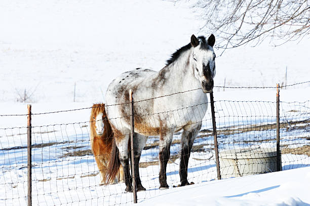 cavallo pony dietro - horse winter dapple gray gray foto e immagini stock