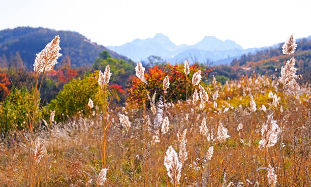 istock Mountains Reed Autumn Fall Blue Sky 1191834645