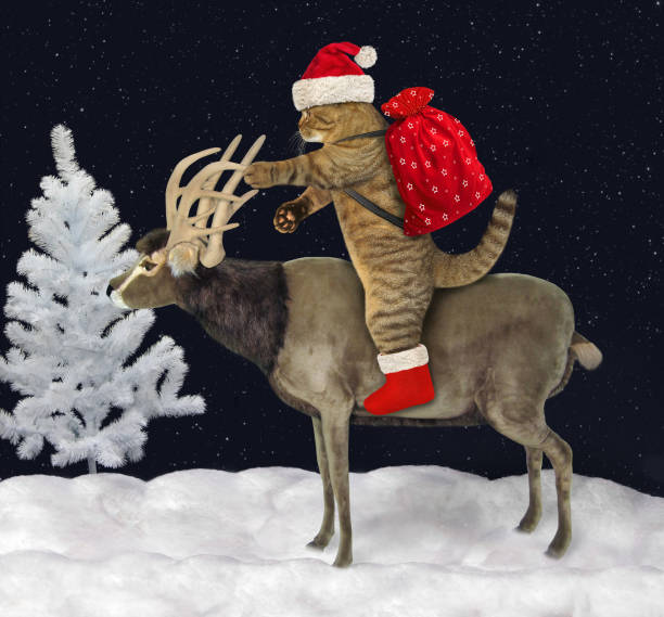 istock Cat rides reindeer in forest 2 1191836481