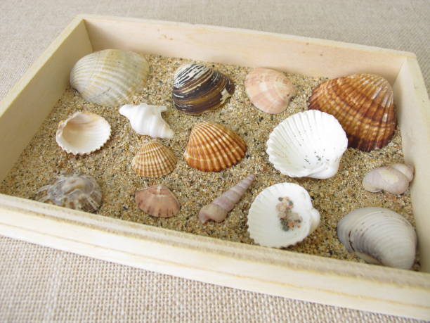 istock Shells, snails and sand from the beach in a small wooden box 1191836661