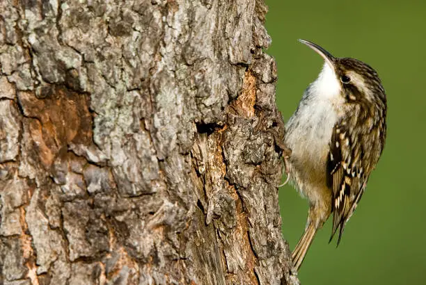 Bird climbing on tree