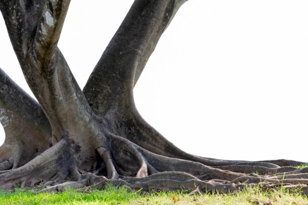 istock Big tree with trunk and roots spreading out beautiful on grass green nature isolated on white background. with clipping path 1191837496