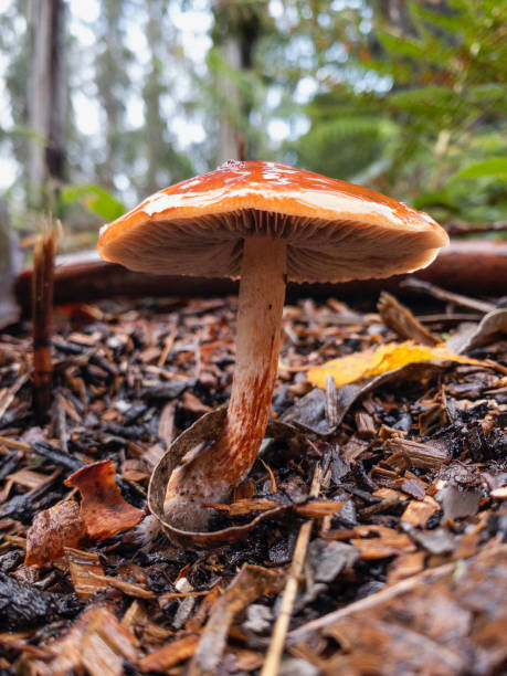 istock Mushrooms close up in the forest 1191837623