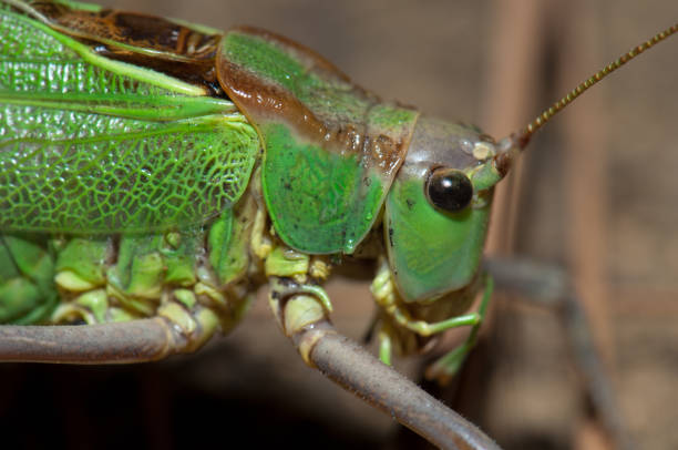Gran Canaria green bush-cricket (Calliphona alluaudi). Hoya del Morcillo. Frontera Rural Park. The Pine Forest. El Hierro. Canary Islands. Spain.
