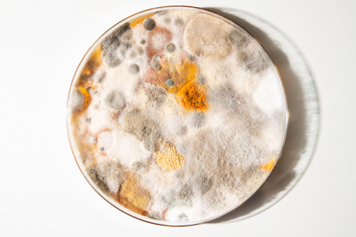 Petri dish with colony of bacteria and mold growing on agar plates.
