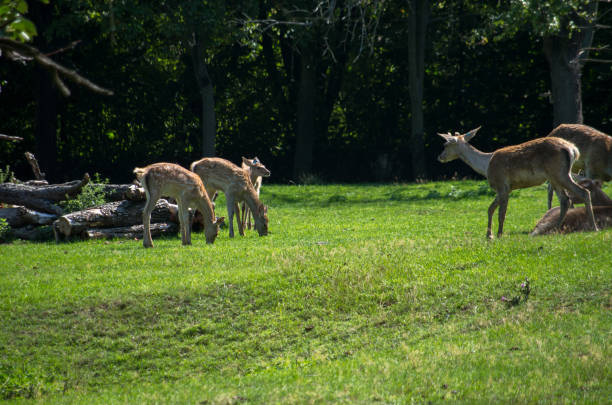 istock The Bactrian deer (Cervus hanglu bactrianus), also called the Bukhara deer, Bokhara deer or Bactrian wapiti, is a lowland subspecies of red deer that is native to Central Asia. 1191840330