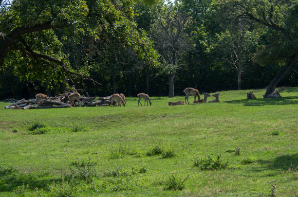 istock The Bactrian deer (Cervus hanglu bactrianus), also called the Bukhara deer, Bokhara deer or Bactrian wapiti, is a lowland subspecies of red deer that is native to Central Asia. 1191840354