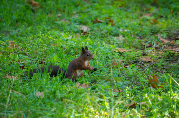 istock The red squirrel or Eurasian red squirrel (Sciurus vulgaris) is a species of tree squirrel in the genus Sciurus common throughout Eurasia. 1191840413