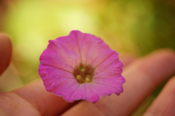 istock violet flower in fingers, summer garden, selective art focus 1191840593