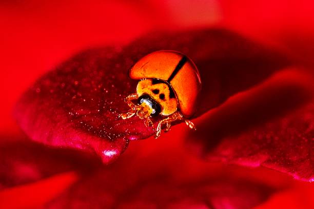 花の花びらの虫。 - 3502 ストックフォトと画像