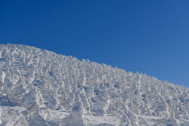 The snow covered trees in the Zao Mountain Range