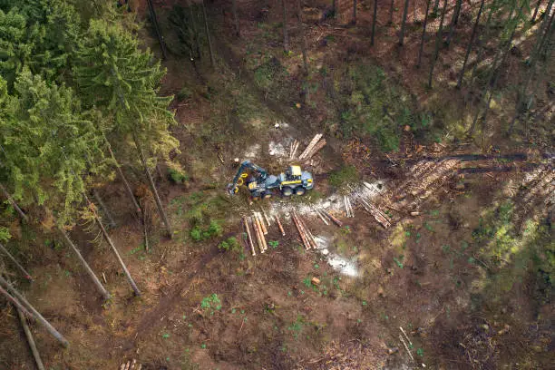 Photo of Tree felling works - storm damage, aerial view