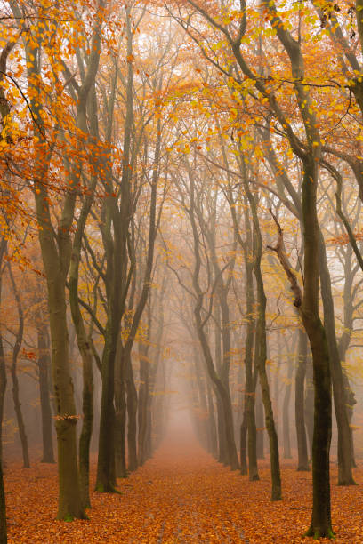 istock Path through a foggy Beech tree landscape during a beautiful fall morning 1191844349