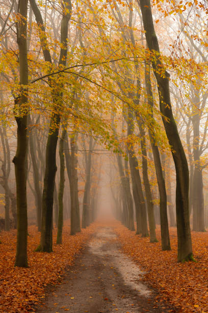 istock Path through a foggy Beech tree landscape during a beautiful fall morning 1191844994