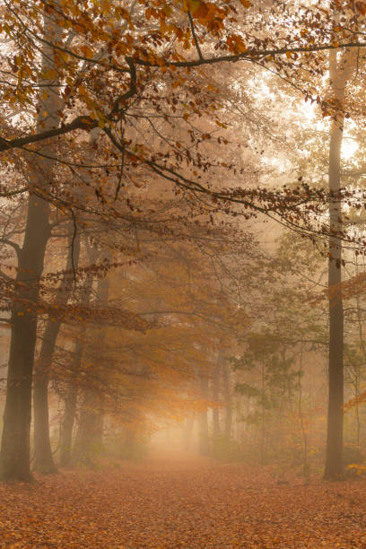 istock Path through a foggy Beech tree landscape during a beautiful fall morning 1191845027