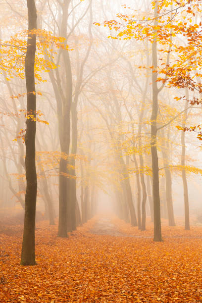 istock Path through a foggy Beech tree landscape during a beautiful fall morning 1191845084