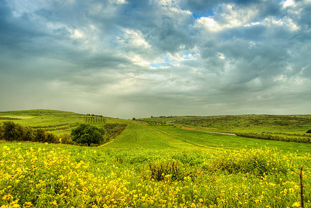 green field in nazareth, israel - nazareth israel stock-fotos und bilder