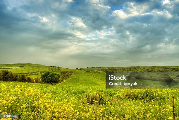 Green Field Near Nazareth Israel Stock Photo - Download Image Now - Israel, Nature, Nazareth - Israel