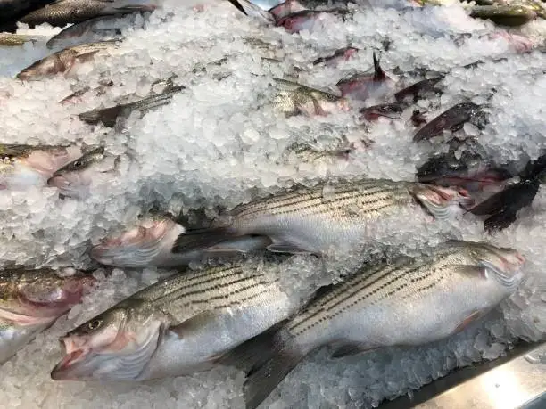 Striped bass fish covered with crushed ice in a wet market section