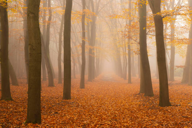 istock Path through a foggy Beech tree landscape during a beautiful fall morning 1191845492