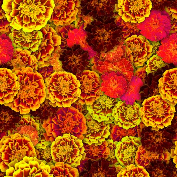 istock Colorful background with Tagetes patula flower. Seamless pattern. 1191846867