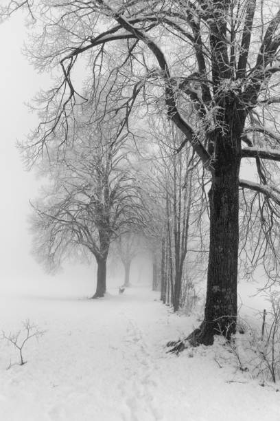 istock Treelined path trees covered in fog snow and ice 1191846931