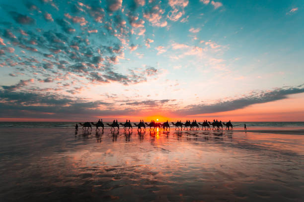 A camel rests on the pristine white sands of a tropical beach, its colorful saddle and accessories creating a contrast with the vast blue sky and calm sea in the background. The image captures a unique and tranquil moment of nature and travel. Diani Beach.