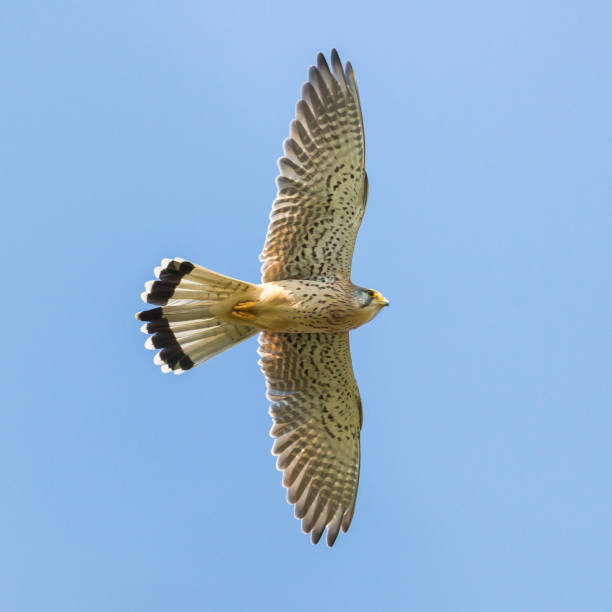 istock male common kestrel (falco tinnunculus) in flight blue sky 1191847157