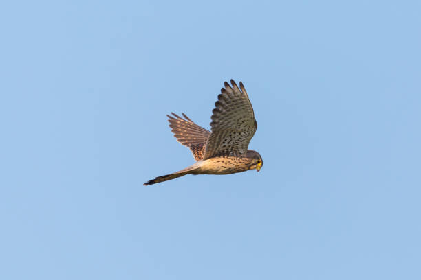 istock side view kestrel (falco tinnunculus) in flight in blue sky 1191847169