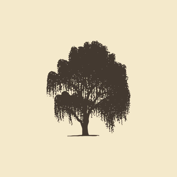 Willow or Birch, hand drawn silhouette. Vector sketch of deciduous tree. Willow or Birch, hand drawn silhouette.Vector sketch of deciduous tree. alder tree drawing stock illustrations
