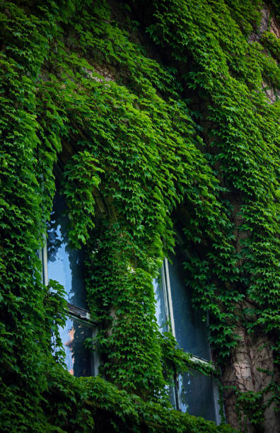 istock Stone wall and high windows covered in vines and ivy 1191847279