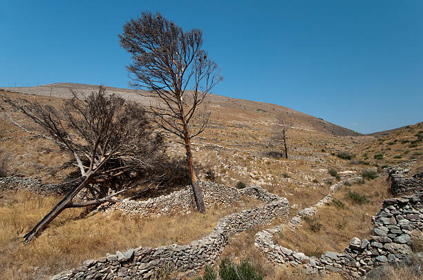 istock Burnt trees,blue sky,yellow country 119184780