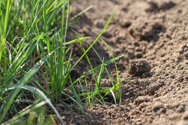 istock Soil texture and green grass in a spring time. 1191847927
