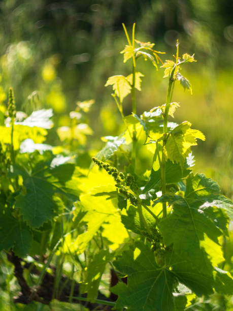 istock A small inflorescence of grapes on a spring vine on a Sunny day 1191848114
