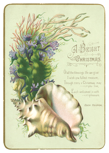 A Christmas card, which was sent in 1884, depicting a seashell and seaweed with a Christmas verse by the Victorian author and poet William Eden Hooper.