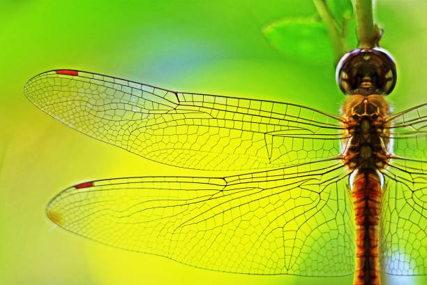 Dragonfly and transparent wings on branch.