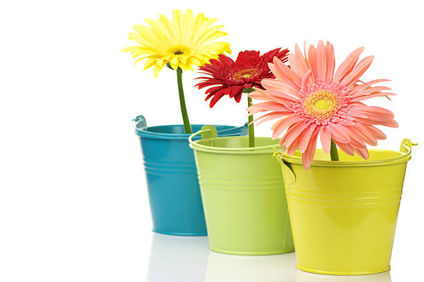 istock Colorful buckets with gerberas 119185047